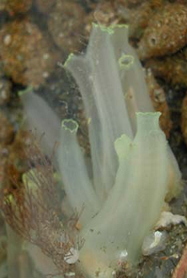 Ciona intestinalis