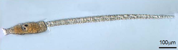 Ciona intestinalis